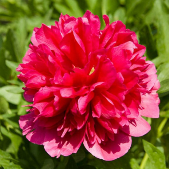 Півонія трав'яниста Many Happy Returns