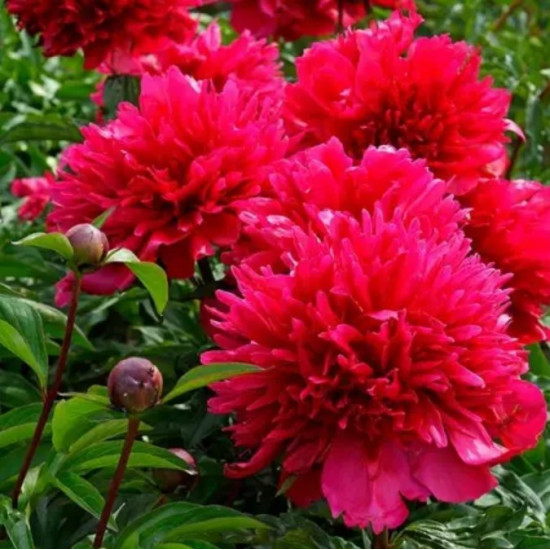 Півонія трав'яниста Many Happy Returns