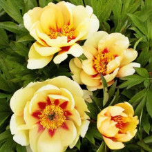 Пион ИТО Border Charm