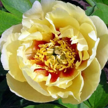 Пион ИТО Border Charm