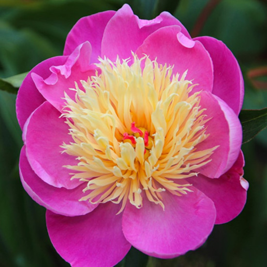 Півонія трав'яниста Bowl of Beauty