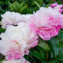 Півонія трав'яниста Catharina Fontyn