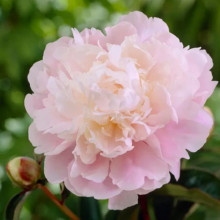 Півонія трав'яниста Catharina Fontyn