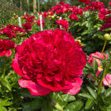 Півонія трав'яниста Command Performance