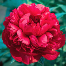 Півонія трав'яниста Command Performance