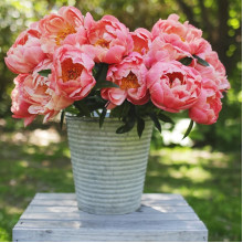 Пион травянистый Coral Charm