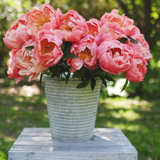 Півонія трав'яниста Coral Charm