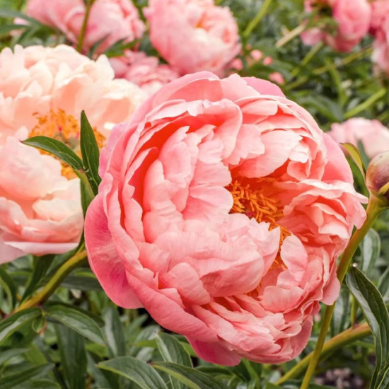 Півонія трав'яниста Coral Charm