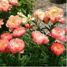 Півонія трав'яниста Coral Sunset