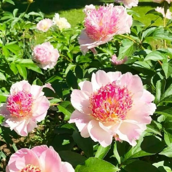 Півонія трав'яниста Do Tell