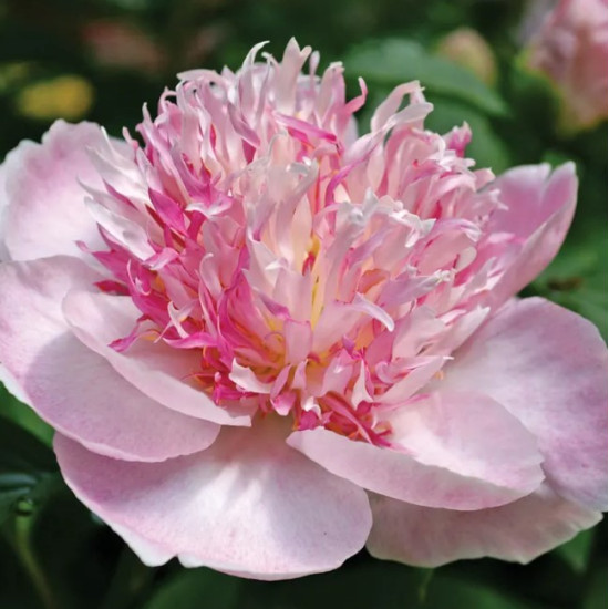 Півонія трав'яниста Do Tell