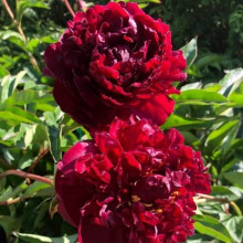 Півонія трав'яниста Francoise Ortegat