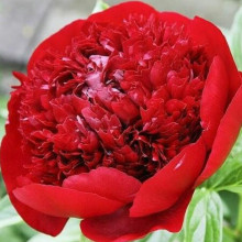 Півонія трав'яниста Henry Bockstoce