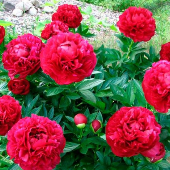 Півонія трав'яниста Henry Bockstoce