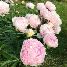 Півонія трав'яниста Madame Calot