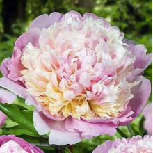 Півонія трав'яниста Madame Calot