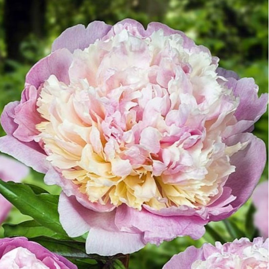 Півонія трав'яниста Madame Calot