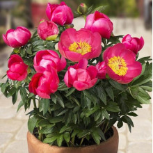 Півонія трав'яниста патіо Oslo