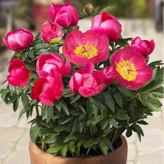 Півонія трав'яниста патіо Oslo