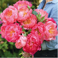 Півонія трав'яниста Pink Hawaiian Coral