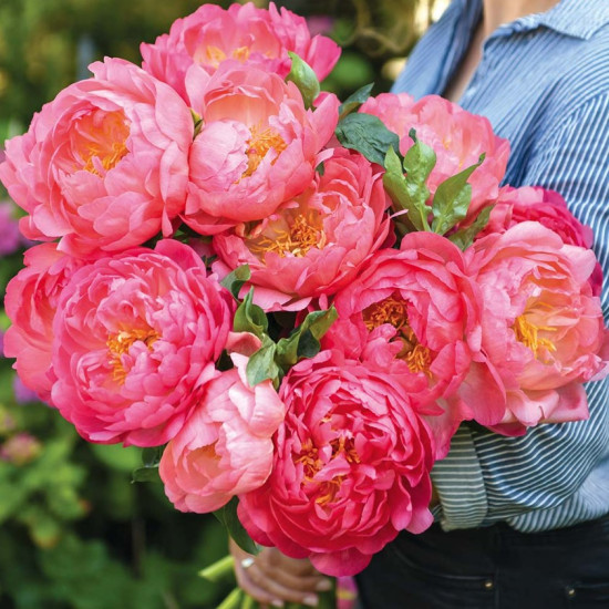 Півонія трав'яниста Pink Hawaiian Coral