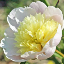 Півонія трав'яниста Primevere