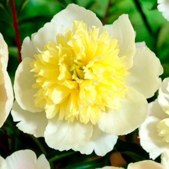 Півонія трав'яниста Primevere