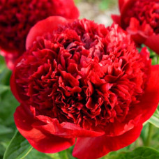 Півонія трав'яниста Red Charm