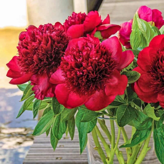 Півонія трав'яниста Red Charm