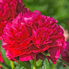 Півонія трав'яниста Red Supreme