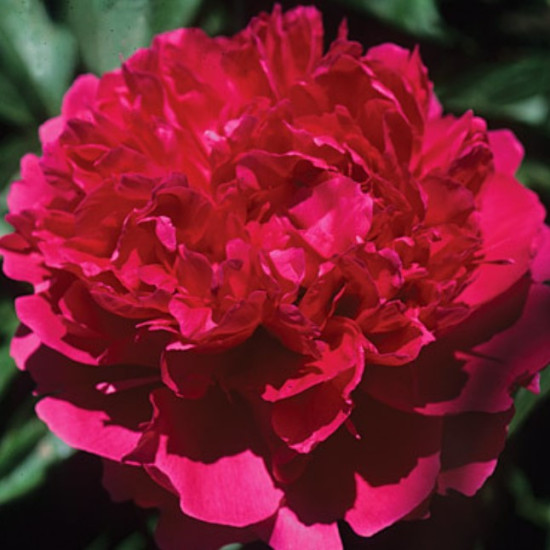 Півонія трав'яниста Red Supreme