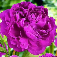 Півонія трав'яниста Riches and Fame