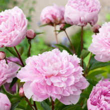 Півонія трав'яниста Sarah Bernhardt