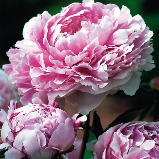 Півонія трав'яниста Sarah Bernhardt