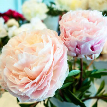 Півонія трав'яниста Solange