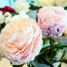 Півонія трав'яниста Solange