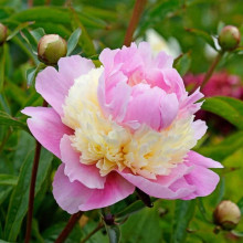 Пион травянистый Sorbet