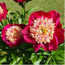 Пион травянистый Sword Dance