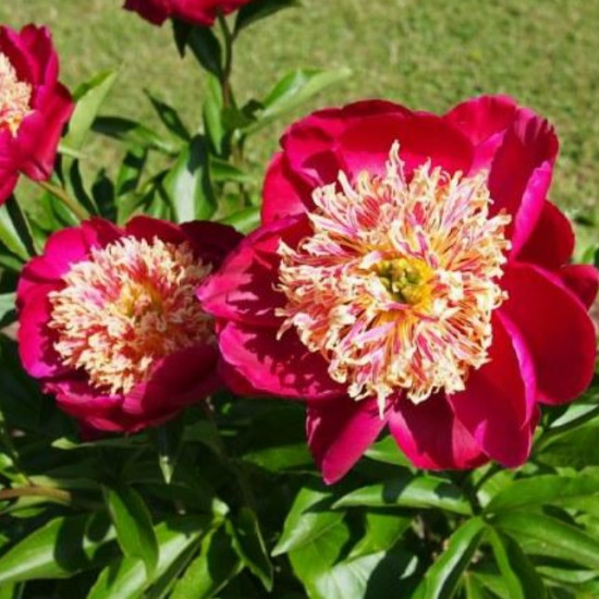 Півонія трав'яниста Sword Dance