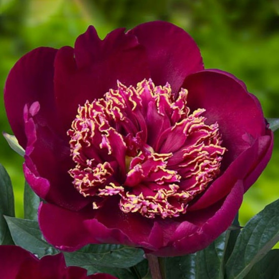 Півонія трав'яниста Sword Dance