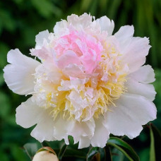 Півонія трав'яниста Top Brass