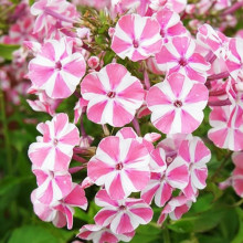 Флокс Peppermint Twist