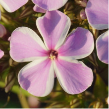 Флокс All in One