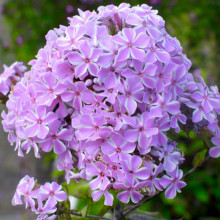 Флокс All in One