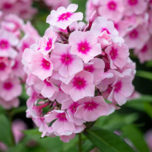 Флокс Bright Eyes