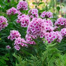 Флокс Bright Eyes