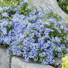 Флокс Fabulous Blue Dark Center