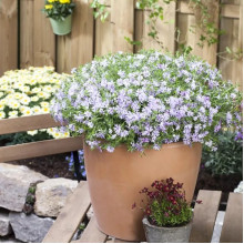 Флокс Fabulous Blue Dark Center