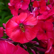 Флокс Miss Mary