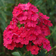 Флокс Miss Mary